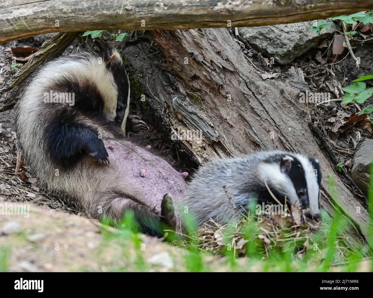 01. Mai 2022, Brandenburg, Sieversdorf: Am Eingang zum Bau ist ein weiblicher Elternteil des europäischen Dachs (Meles meles) zusammen mit einem Jungen zu sehen. Der nächtliche Raubtier gehört zur Familie der Marder. Der Dachs lebt hauptsächlich im Wald, wo er seine ausgedehnten Höhlen meist an Hängen baut. Foto: Patrick Pleul/dpa/ZB Stockfoto