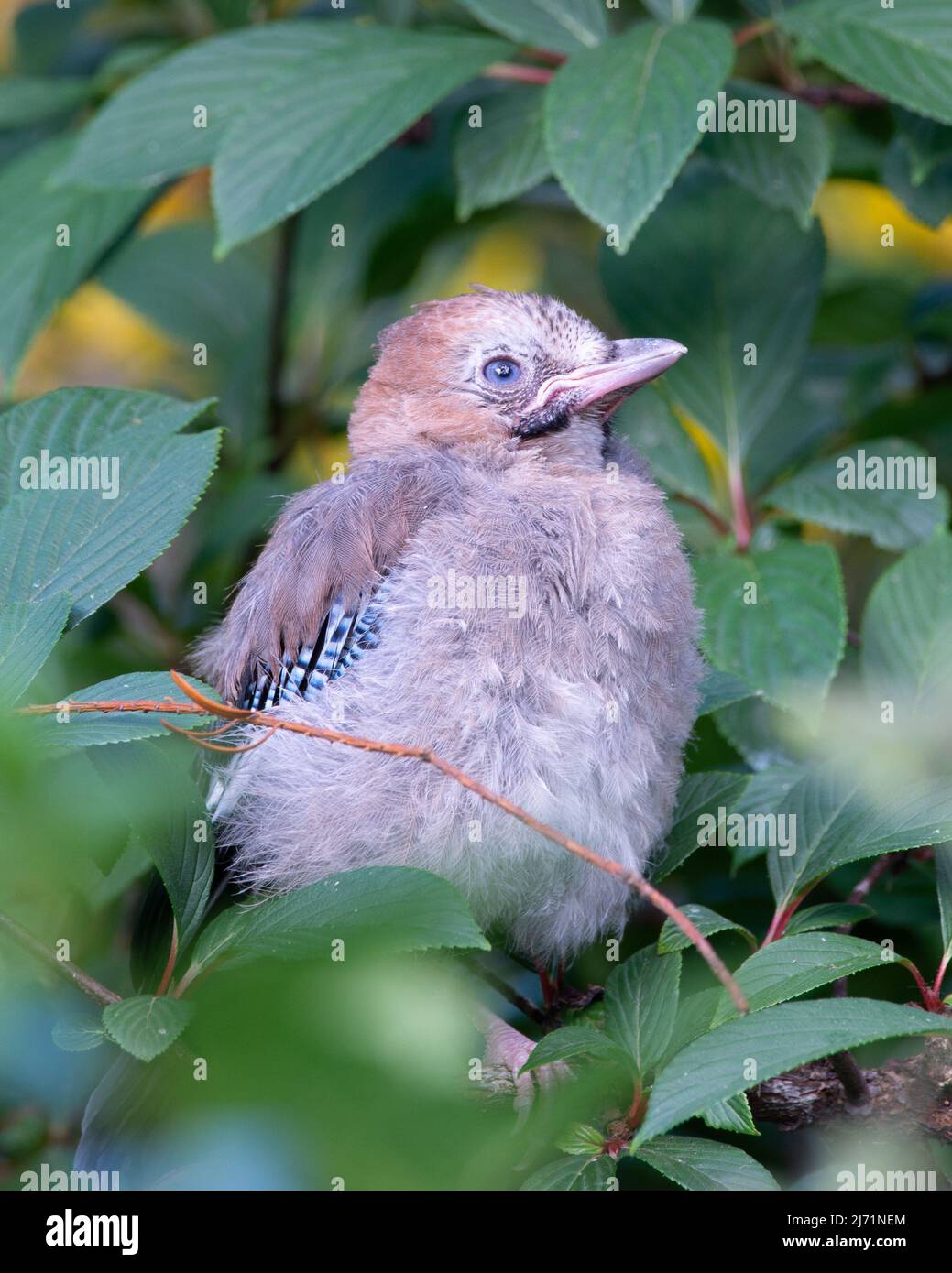 Jungling jay Bird im Londoner Garten Stockfoto