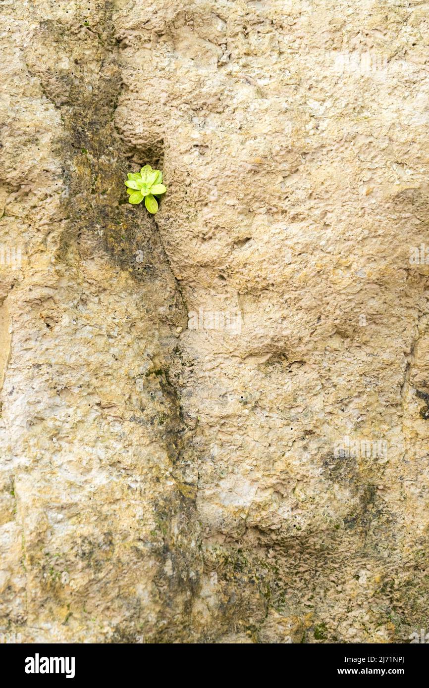 Eine kleine Pflanze, die zwischen den Rissen eines Felsens wächst Stockfoto