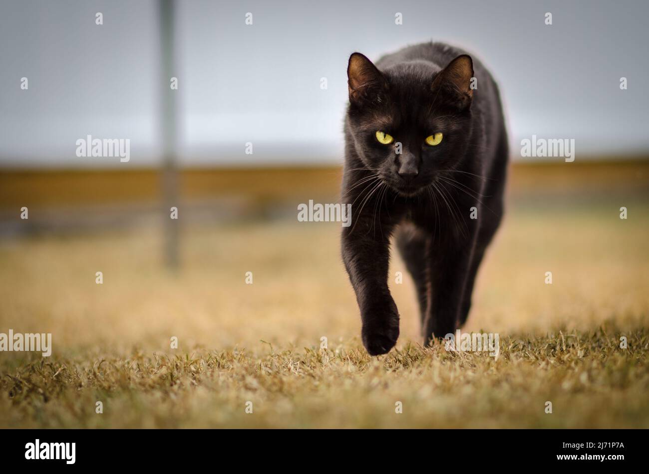 Schwarze Katze, die direkt auf Sie zugeht, Augenhöhe, Gelbe Augen und Gras, Bokeh Stockfoto