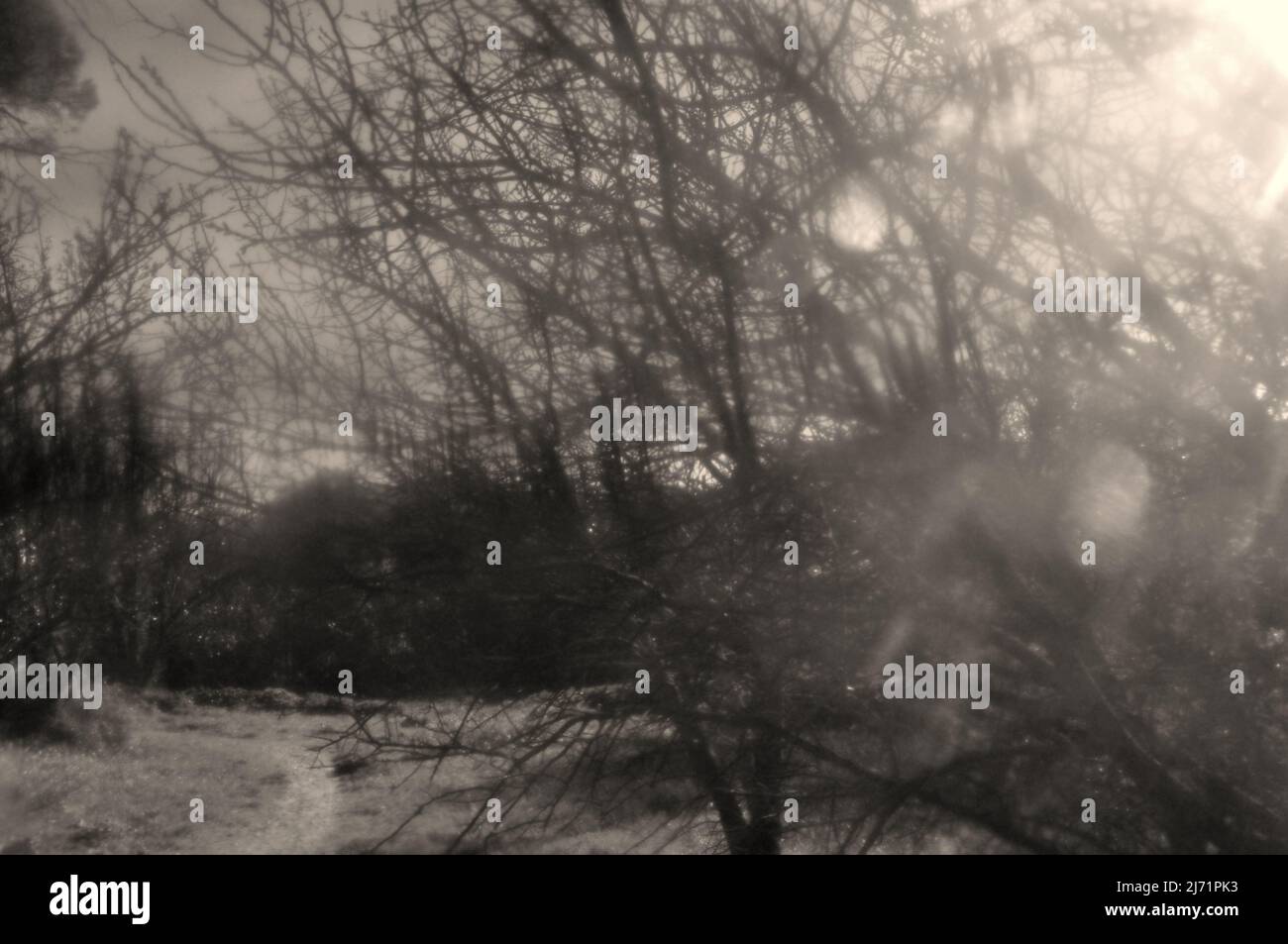 Verschwommene Bäume und Waldweglinse fangen abstrakte Landschaft an. Schwarz-Weiß-Tönung. Stockfoto