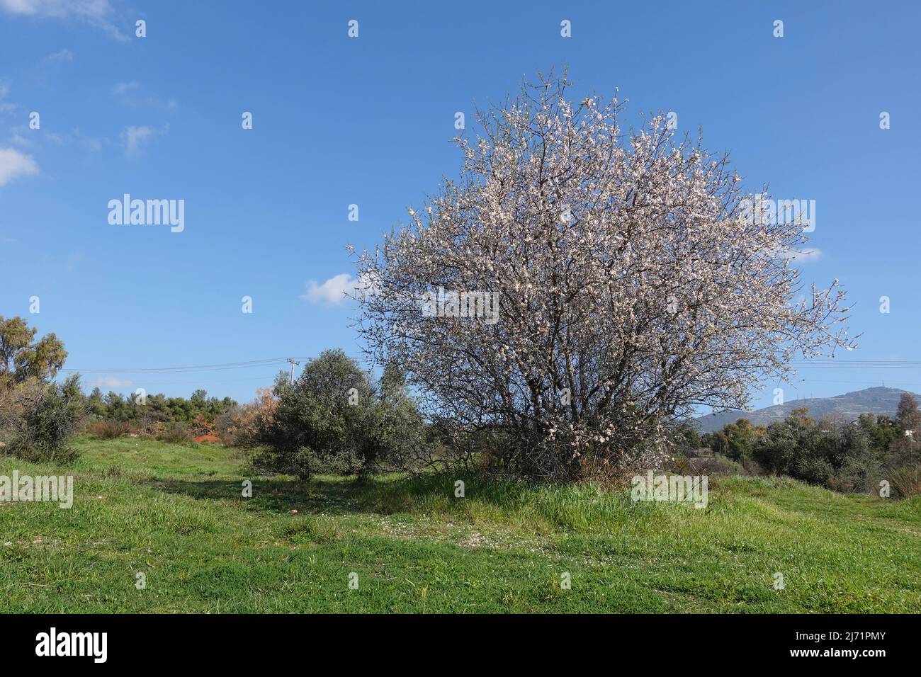 Mandelbaum mit Blumen unter blauem Himmel. Frühlingslandschaft. Stockfoto