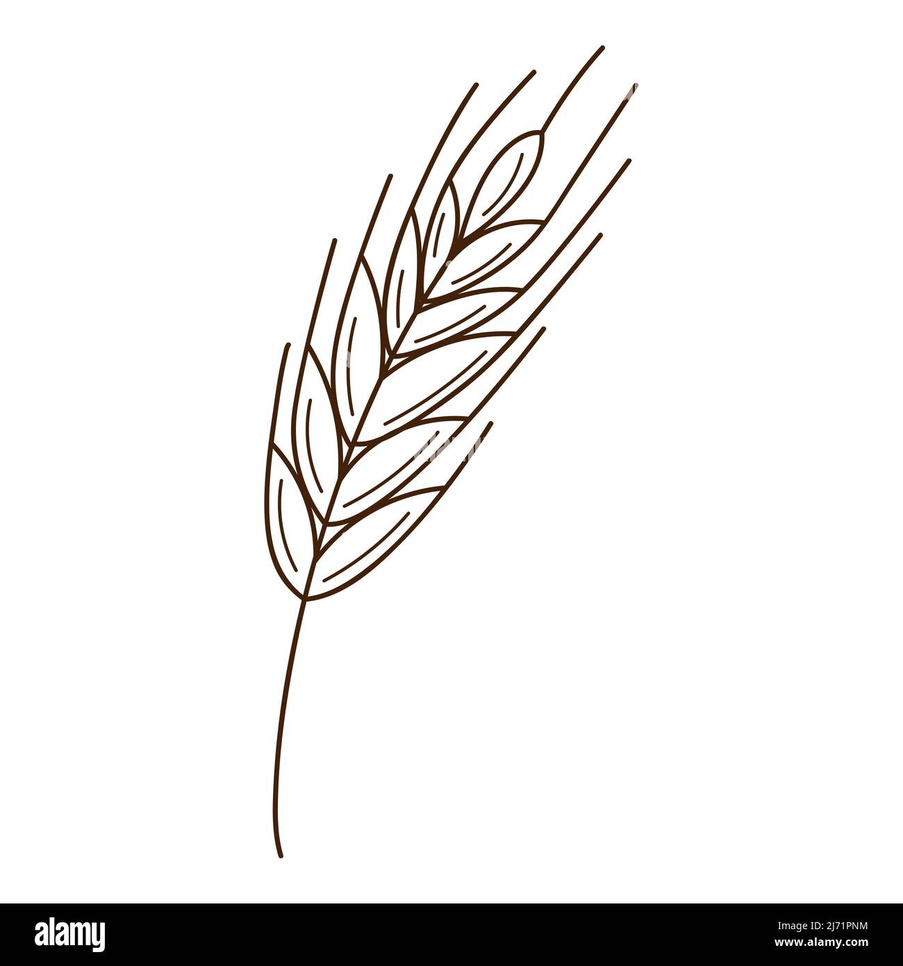 Weizen, Roggenspikelet. Ein Symbol des Herbstes, die Ernte. Designelement mit Umriss. Doodle, handgezeichnet. Flaches Design. Schwarz-weiße Vektorgrafik. Isola Stock Vektor