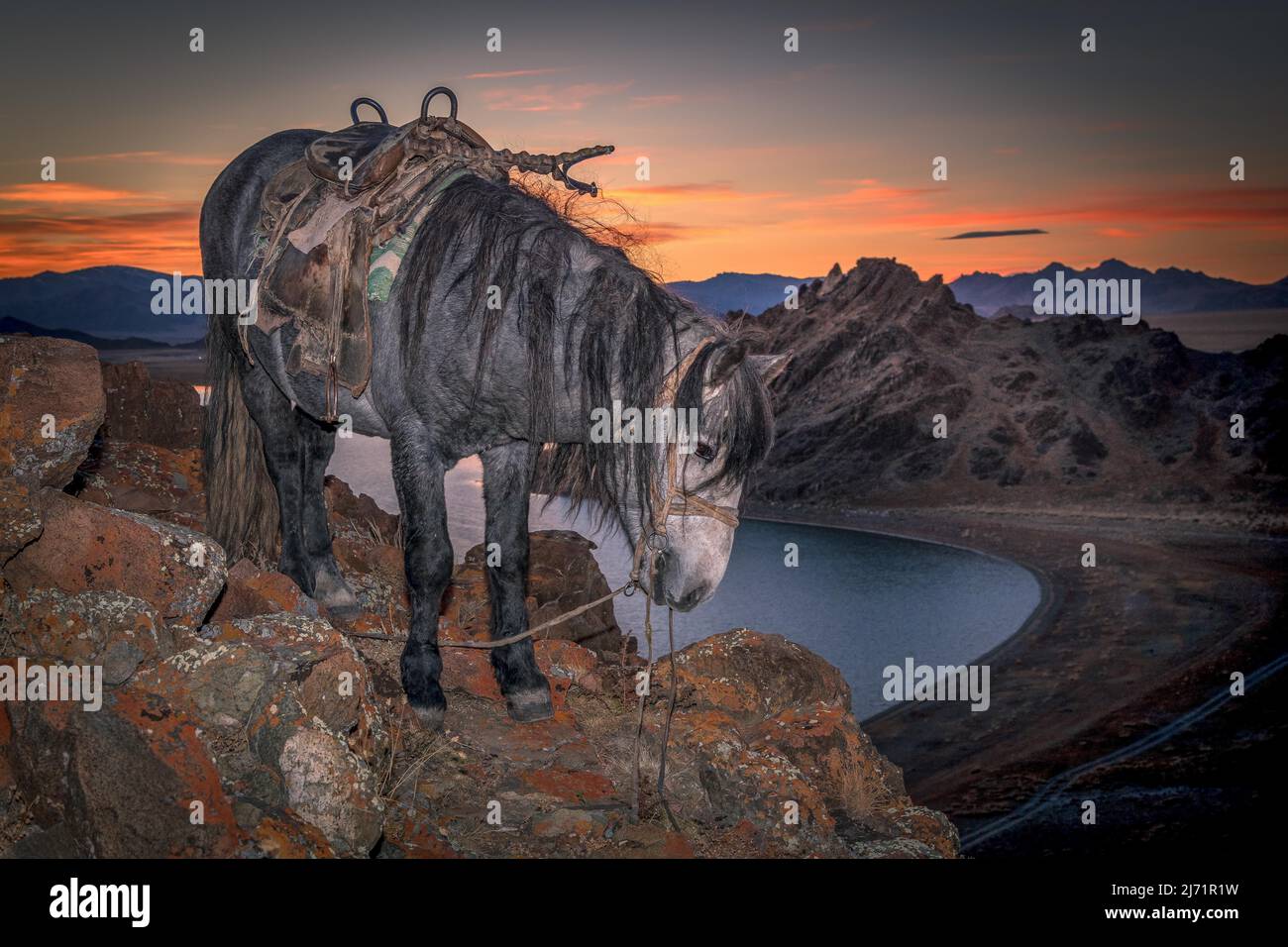 Ein Pferd unter dem Sonnenuntergang. Westliche Mongolei Stockfoto