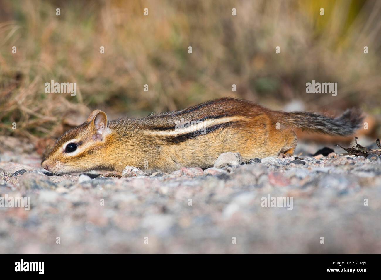 Streifenhoernchen (Tamias striatus), Algonquin Park, Kanada Stockfoto