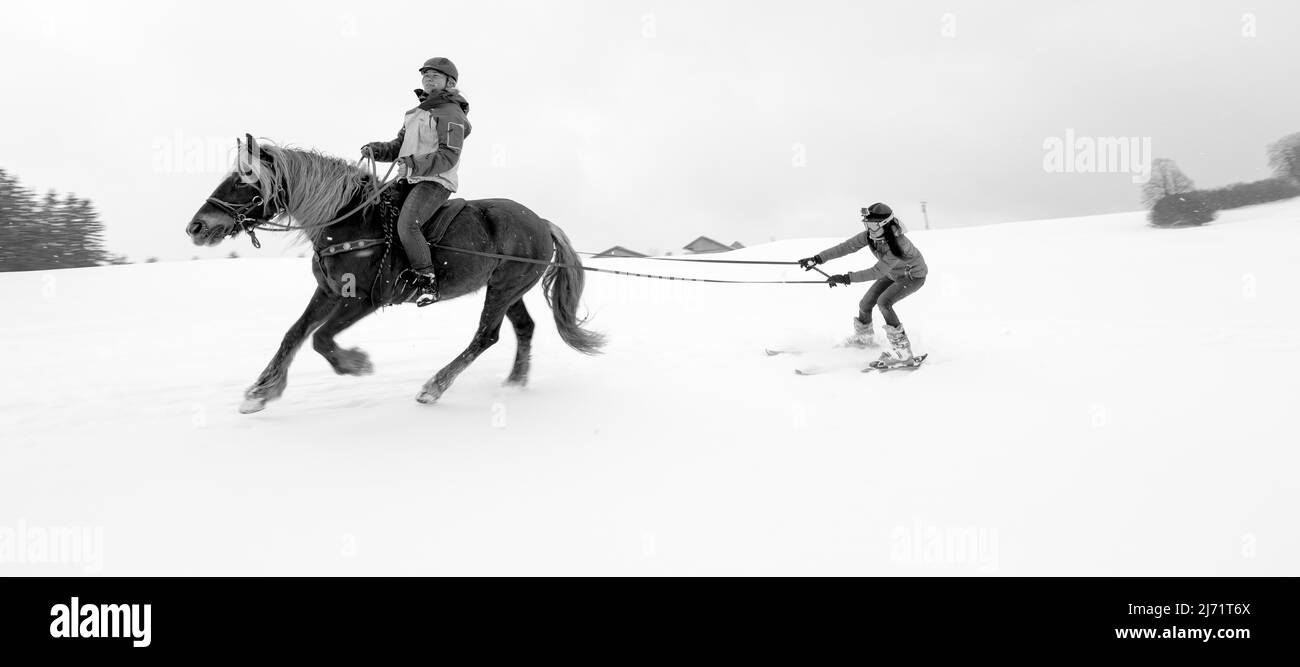 Skikjoering mit Haflinger am Hohen Peißenberg, Bayern Stockfoto