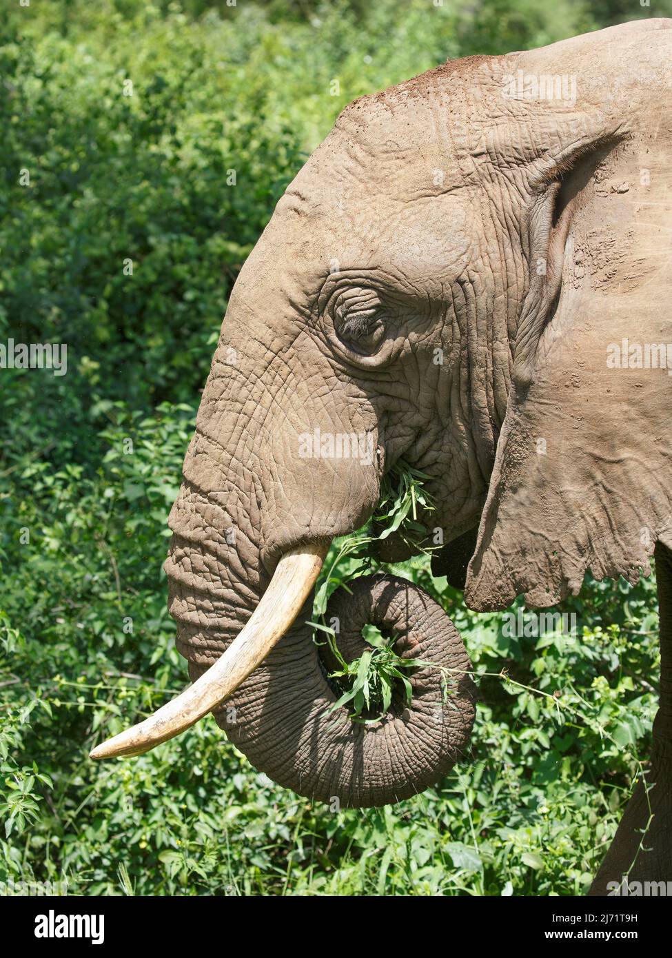Nahaufnahme eines afrikanischen Elefanten (Loxodonta africana), der mit seinem Stamm Laub in seinen Mund schiebt Stockfoto