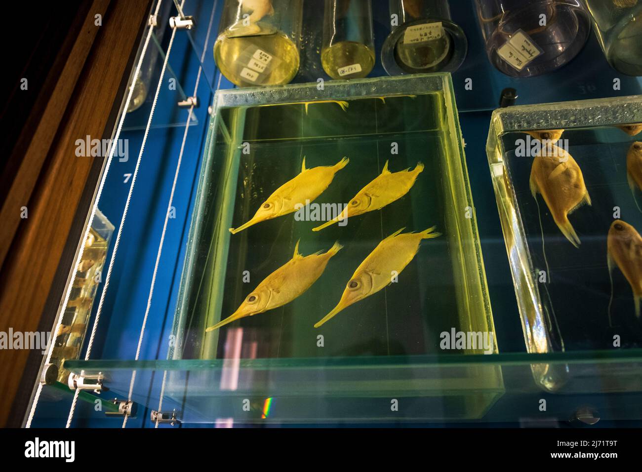 Ausstellung im Nationalen Museum für Wissenschaft und Naturgeschichte, Lissabon, Portugal Stockfoto