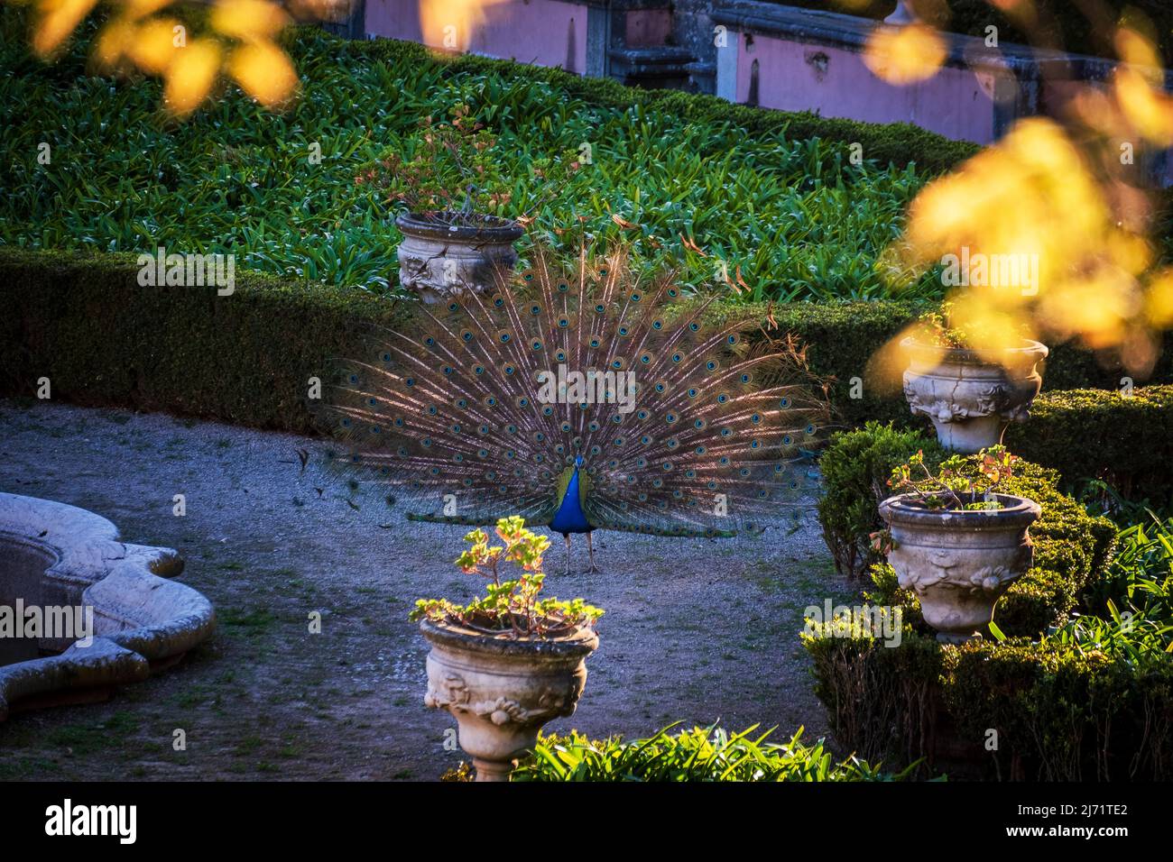 Pfau auf einem Gartenweg am Palacio das Necessidades, Lissabon, Portugal Stockfoto