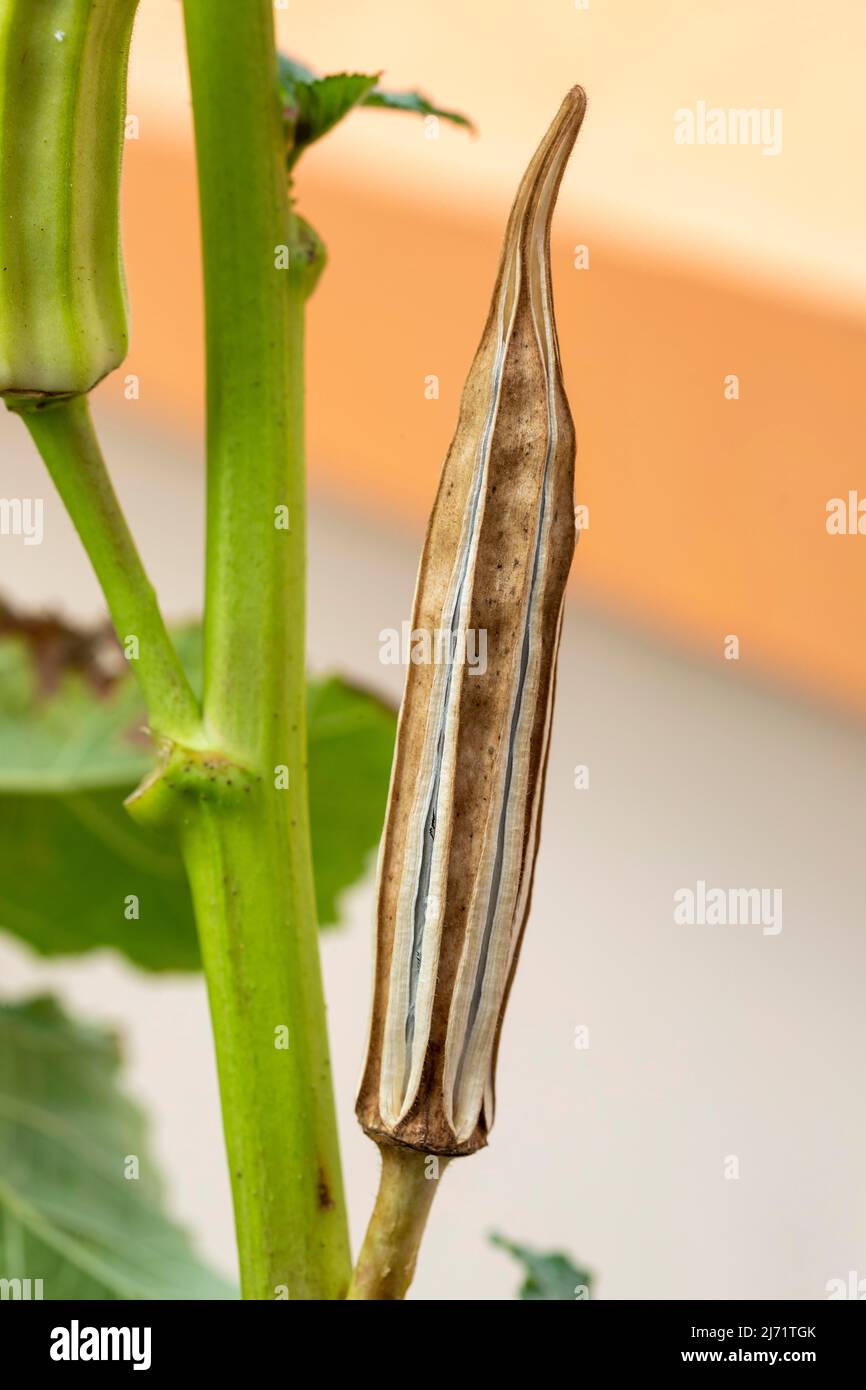 Trockene Okra (Abelmoschus esculentus) Samenhülse auf Baum Stockfoto