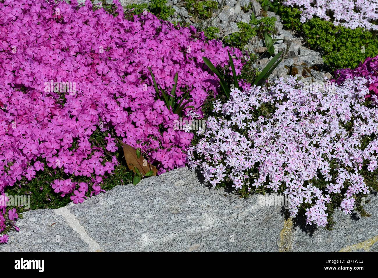 Bluehender Polsterphlox (Phlox subulata) auf Steinmauer Stockfoto