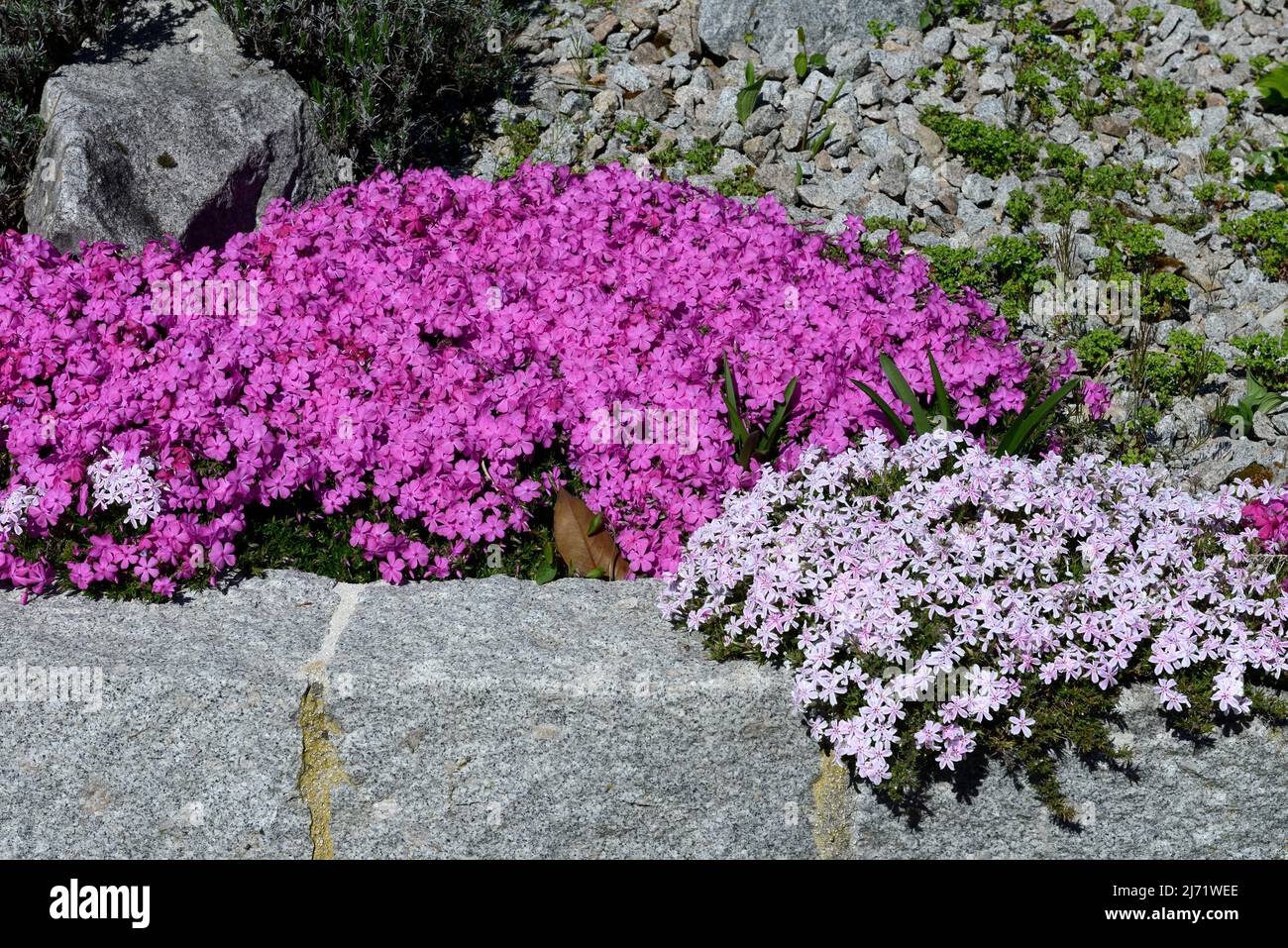 Bluehender Polsterphlox (Phlox subulata) auf Steinmauer Stockfoto