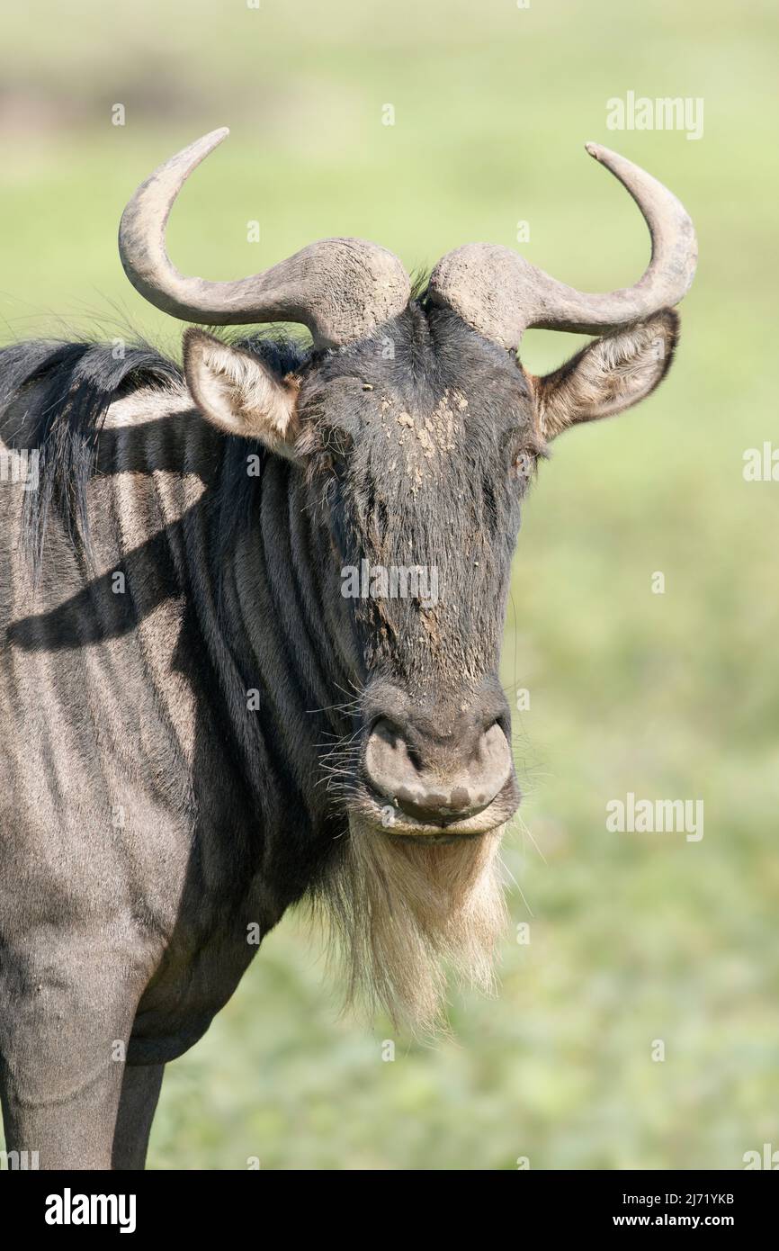 Porträt eines Blauen Wildebeests (Connochaetes taurinus), der auf die Kamera starrt Stockfoto