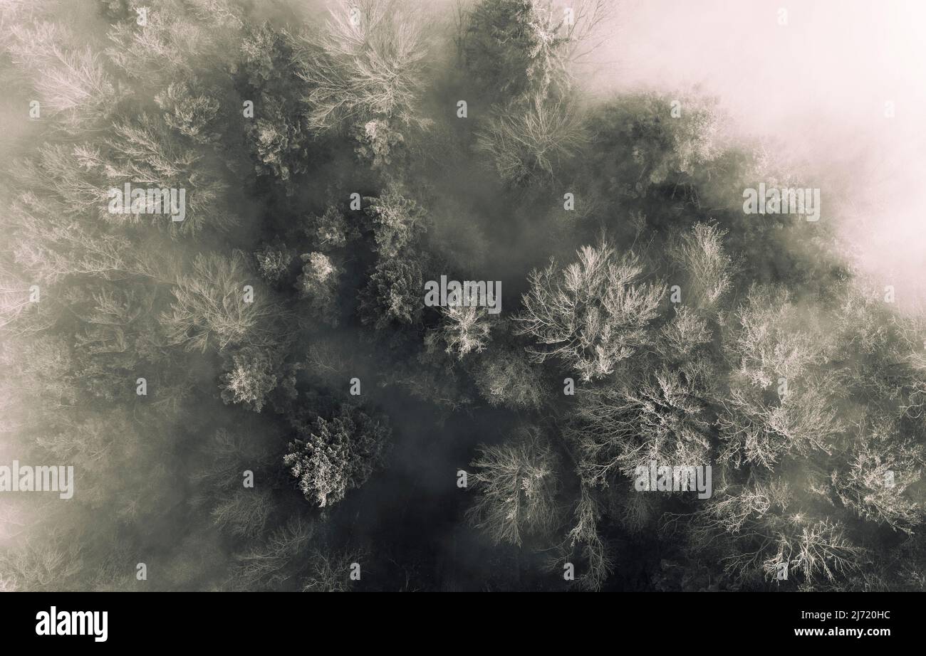 Sepiafarben, Herbstlich gefaerten Wald im Morgennebel, von oben, Drohnenaufnahme, Luftaufnahme, Mondseeland, Salzkammergut, Oberoesterreich Stockfoto