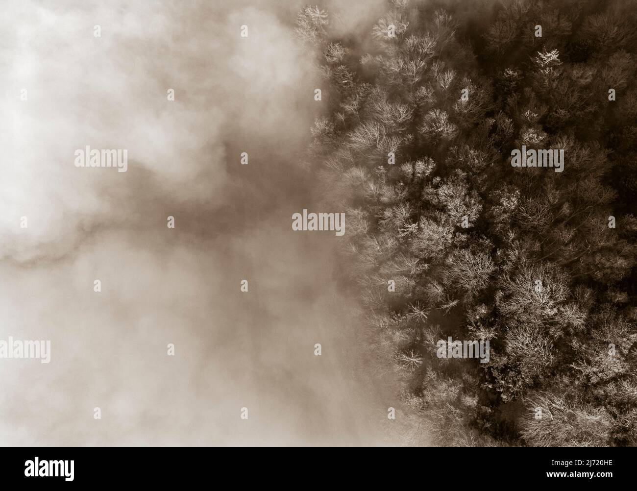 Sepiafarben, Herbstlich gefaerten Wald im Morgennebel, von oben, Drohnenaufnahme, Luftaufnahme, Mondseeland, Salzkammergut, Oberoesterreich Stockfoto