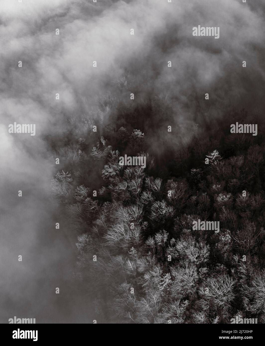 Sepiafarben, Herbstlich gefaerten Wald im Morgennebel, von oben, Drohnenaufnahme, Luftaufnahme, Mondseeland, Salzkammergut, Oberoesterreich Stockfoto