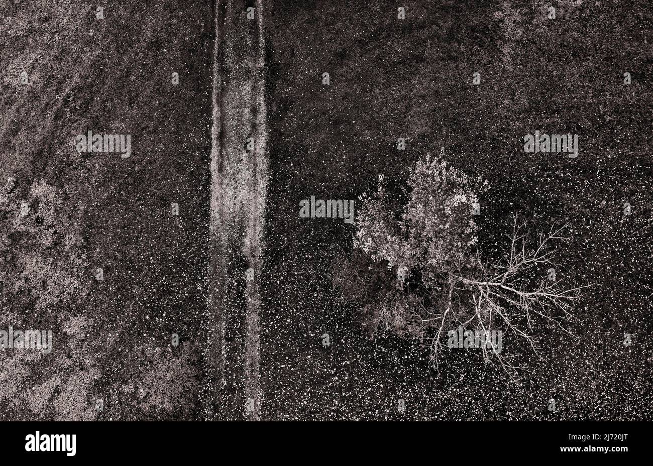 Sepiafarben, herbstlich verfaerter Laubbäume mit Feldweg, Drohenaufnahme, Luftaufnahme, Mondseeland, Salzkammergut, Oberoesterreich, Oesterreich Stockfoto