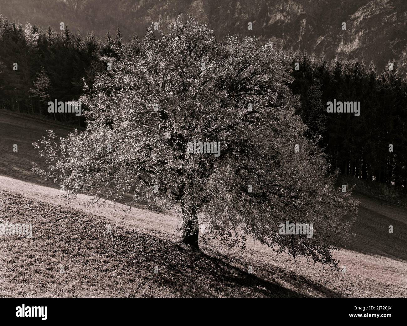 Sepiafarben, Herbstlich verfaerter Obstbaum, Mondseeland, Salzkammergut, Oberoesterreich, Oesterreich Stockfoto