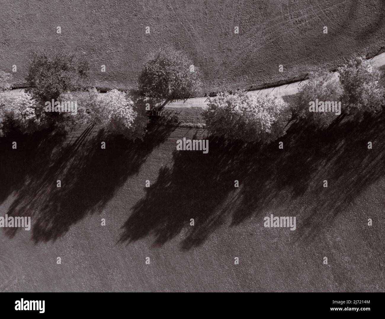 Drohnenaufnahme, herbstlich verfaerte Laubbäume mit Feldweg, Sepiafarben, Sankt Gilgen am Wolfgangsee, Salzkammergut, Land Salzburg, Oesterreich Stockfoto