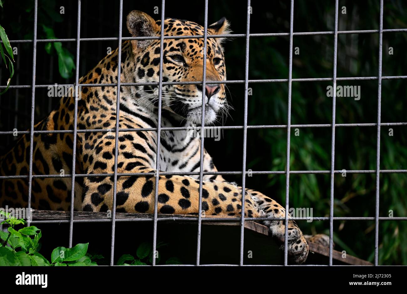 Jaguar (Panthera onca) hinter Gittern, Kaefighaltung, Captive, Deutschland Stockfoto