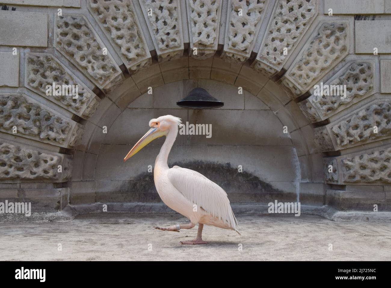 5. Mai 2022, London, England, Vereinigtes Königreich: Ein Pelikan geht an einer Mauer im Park vorbei. Die sechs großen weißen Pelikane im St James's Park wurden aus der Vogelgrippe gesperrt. Die einheimischen Pelikane, die normalerweise frei kommen und gehen können, wie sie wollen, wurden seit November in einem abgelegenen Gebiet des Parks gehalten, um sie vor dem Ausbruch zu schützen. (Bild: © Vuk Valcic/ZUMA Press Wire) Stockfoto