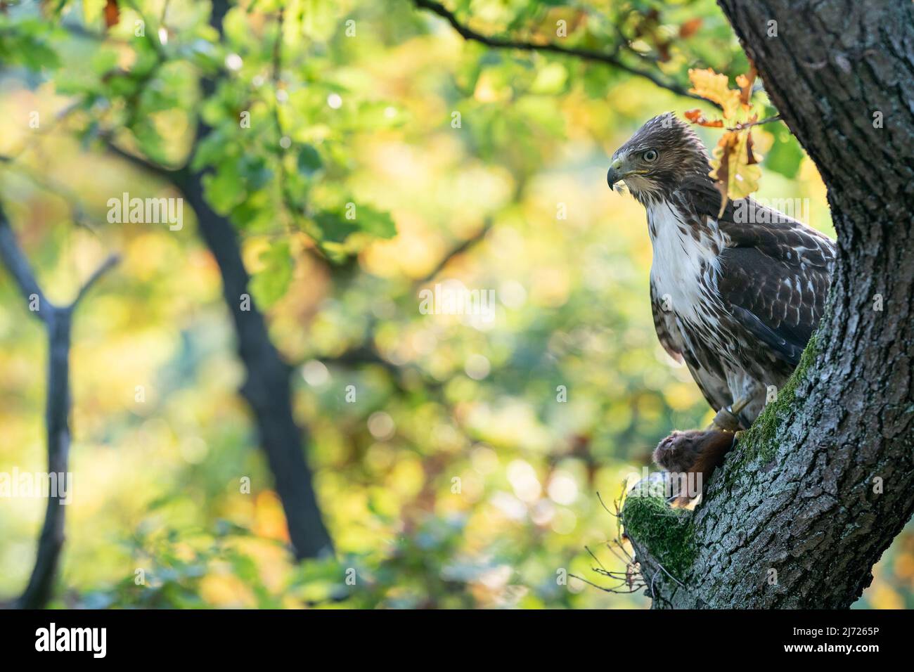 Raptor mit seiner Beute. Rotschwanzfalke mit gejagtem roten Eichhörnchen im Herbstwald. Buteo jamaicensis.Sciurus vulgaris Stockfoto