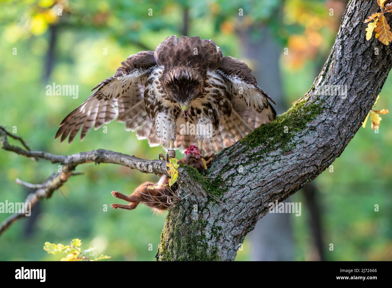 Raptor zerreißt ertappte Beute. Rotschwanzfalke mit gejagtem roten Eichhörnchen. Buteo jamaicensis.Sciurus vulgaris. Stockfoto