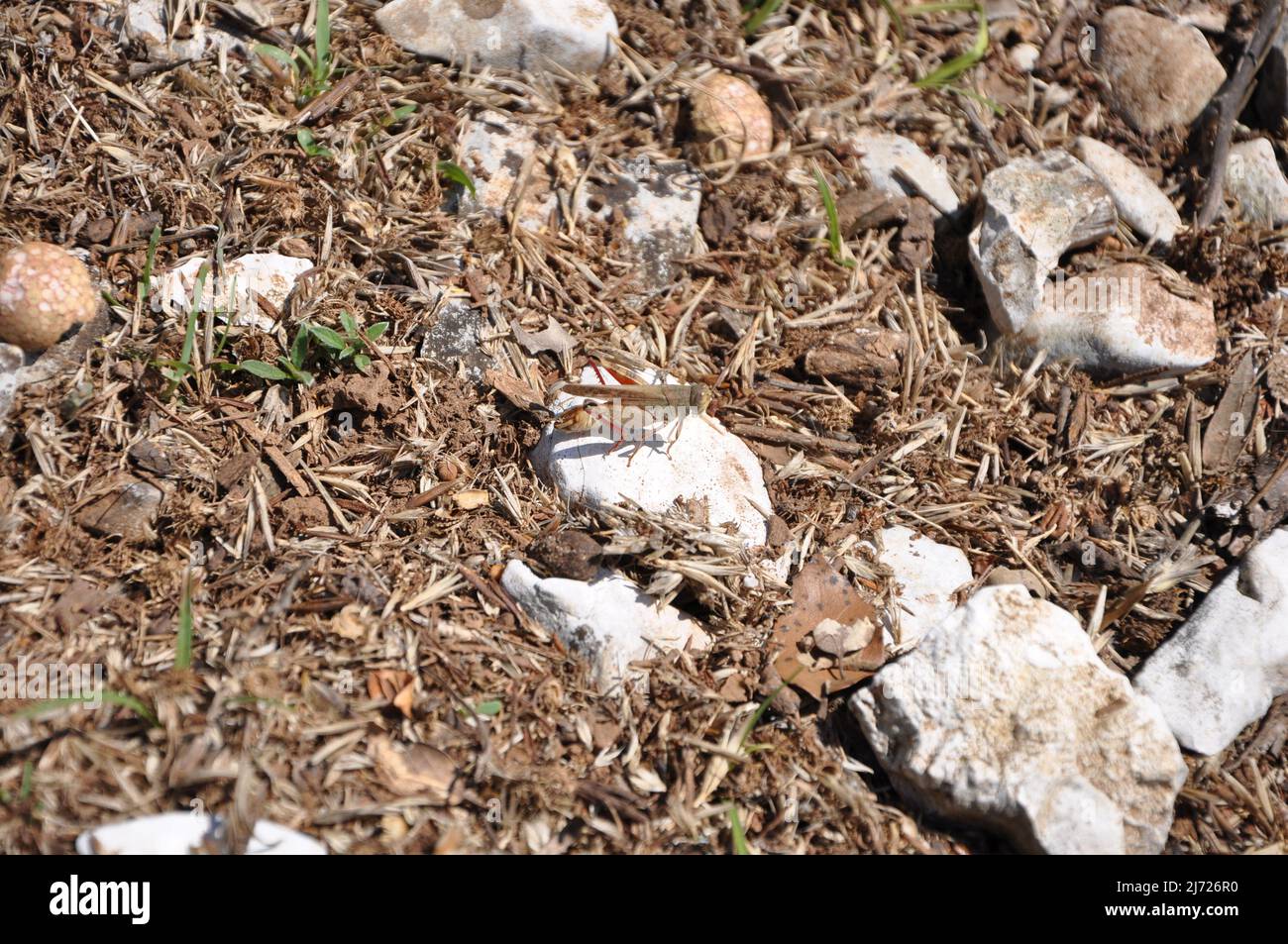 Europäische braune Heuschrecke (Locusta migratoria) Stockfoto