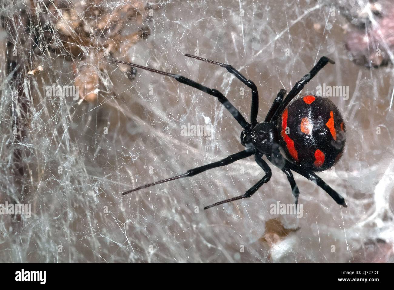 Mediterrane schwarze Witwe, europäische schwarze Witwe, Europäische Schwarze Witwe, Karakurt, Malmignatte, Latrodectus tredecimguttatus, európai fekete özvegy Stockfoto