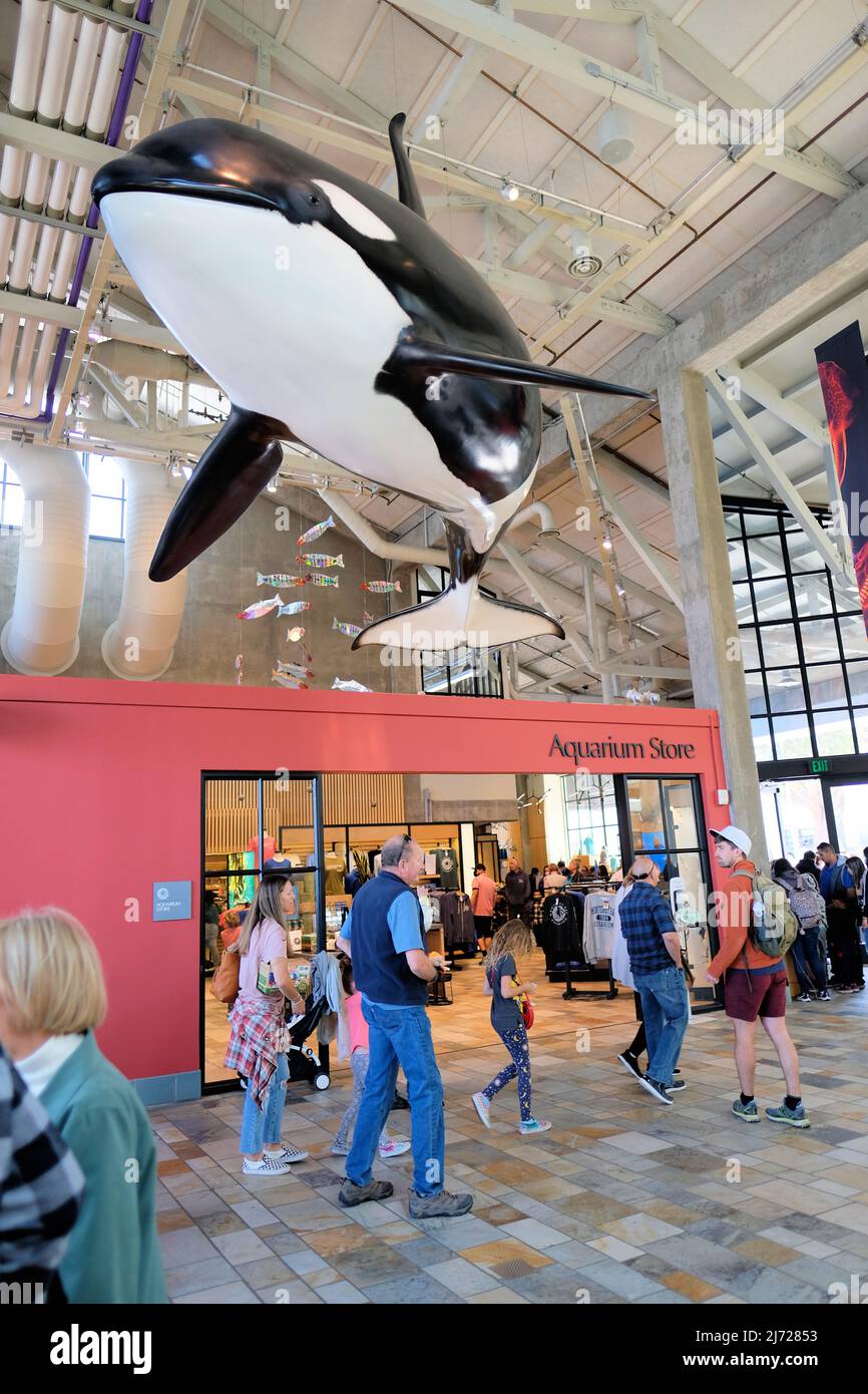 Aquariumgeschäft, Gäste und Killerwal-Skulptur, die von der Decke im Monterey Bay Aquarium hängt; Monterey, Kalifornien, USA. Stockfoto