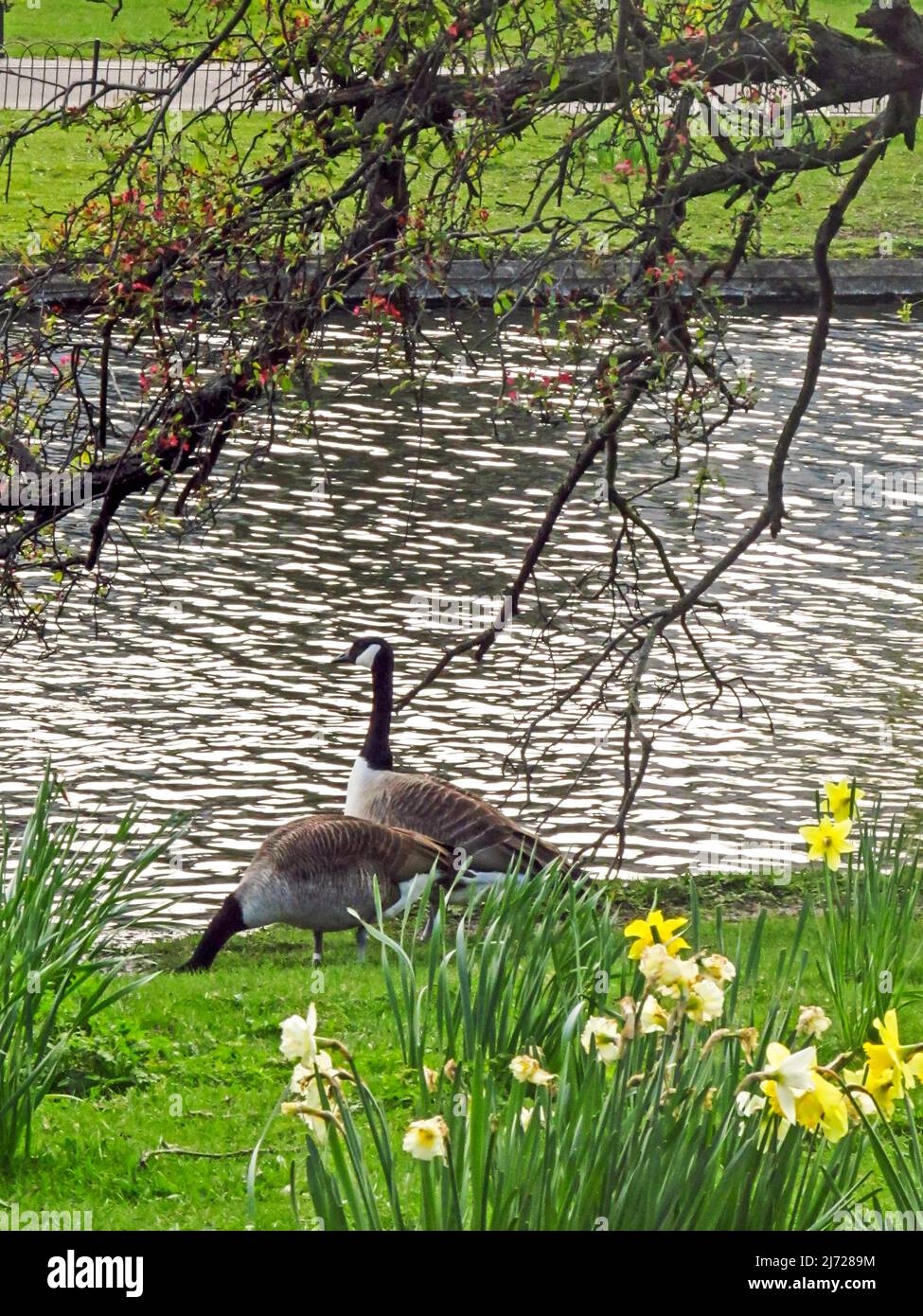 Zwei Kanadagänse (Branta canadensis) neben einem kleinen Teich in Südengland Stockfoto