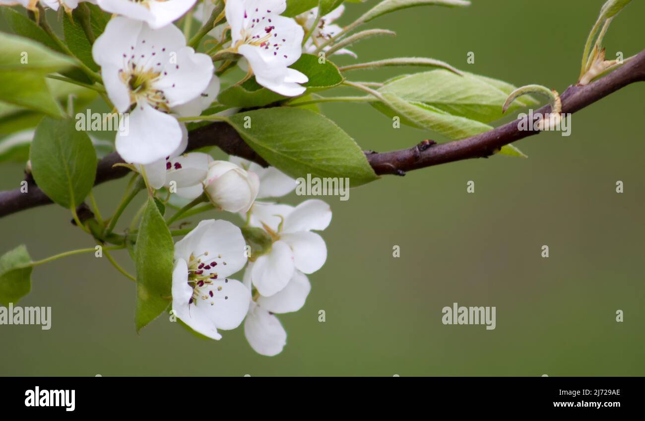 Nahaufnahme der Birnenfarbe. Zweig mit den Blumen des Obstbaums Stockfoto