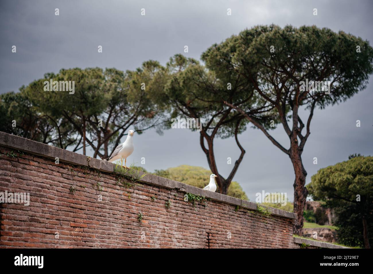 Möwen sitzen auf einer alten Ziegelmauer in Rom mit Pinien im Hintergrund Stockfoto