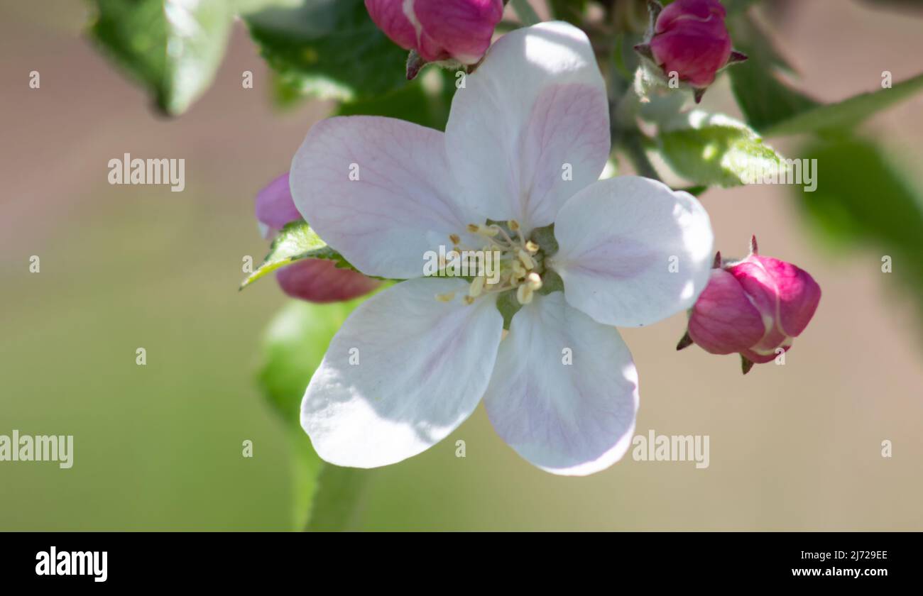 Nahaufnahme der Apfelblüte auf einem unscharfen Hintergrund. Stockfoto