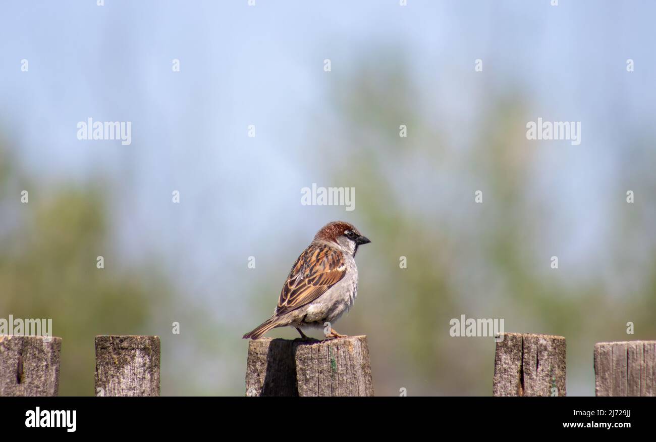 Grauer Sperling auf einem alten Holzzaun Stockfoto