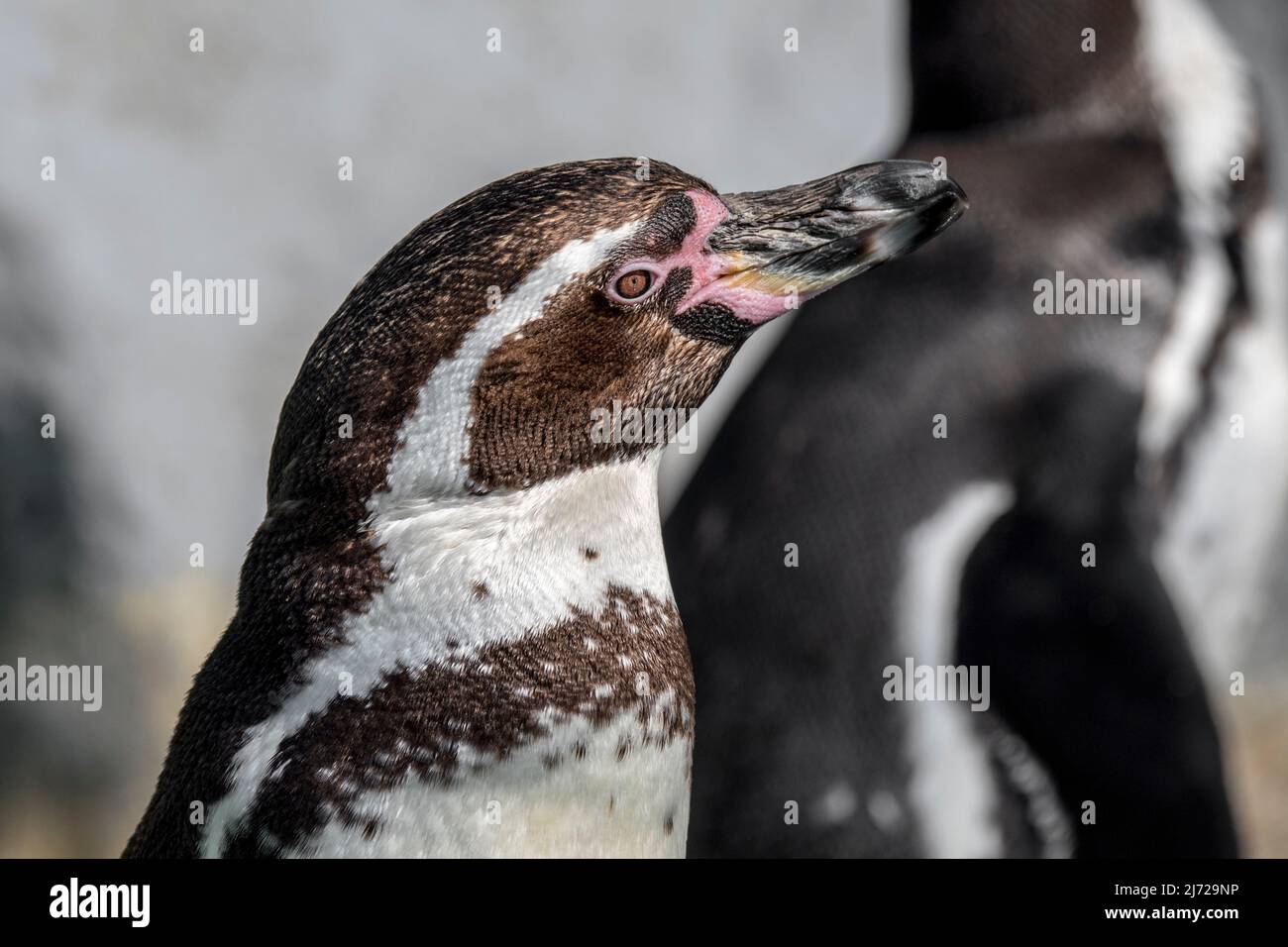 Humboldt-Pinguin / Peruanischer Pinguin (Spheniscus humboldti) aus Südamerika Stockfoto