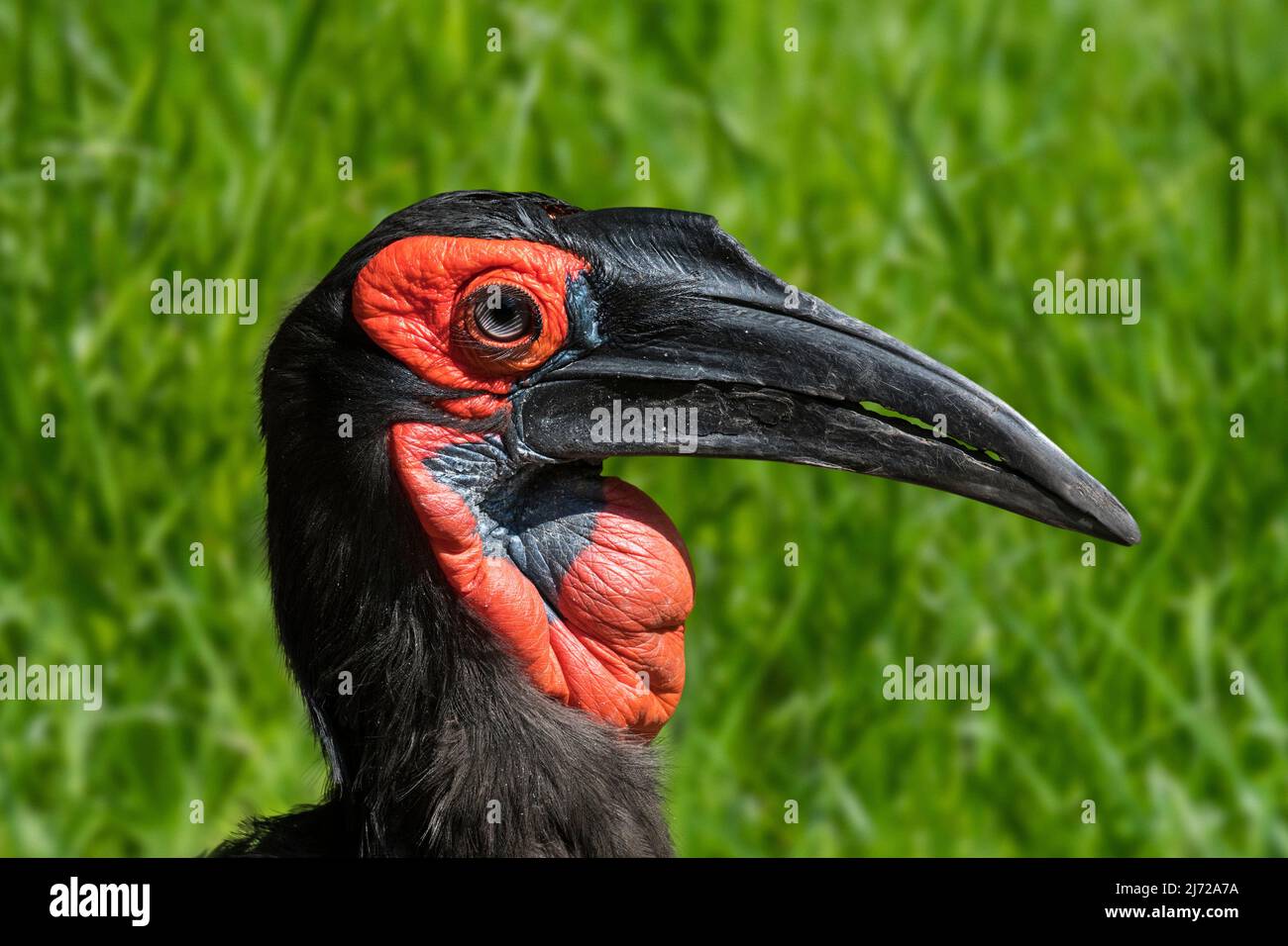 Südlicher Hornbill (Bucorvus leadbeateri / Bucorvus cafer) Nahaufnahme eines weiblichen Mädchens, das in den südlichen Regionen Afrikas beheimatet ist Stockfoto