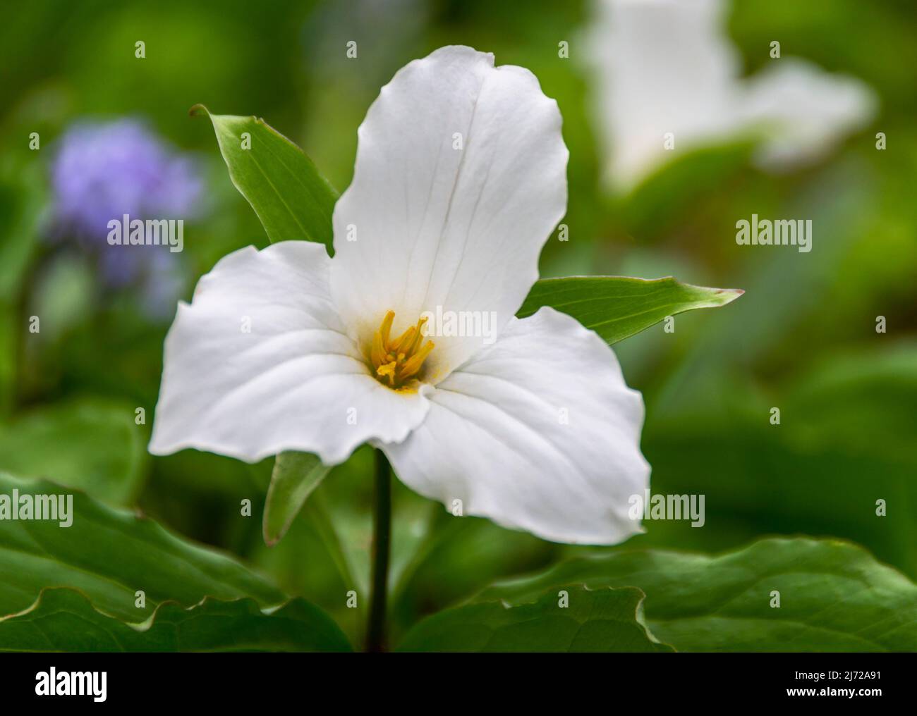 Eine Studie einer einzigen weißen Trillium grandiflorum Blume im frühen Frühjahr in einem Waldgebiet Stockfoto