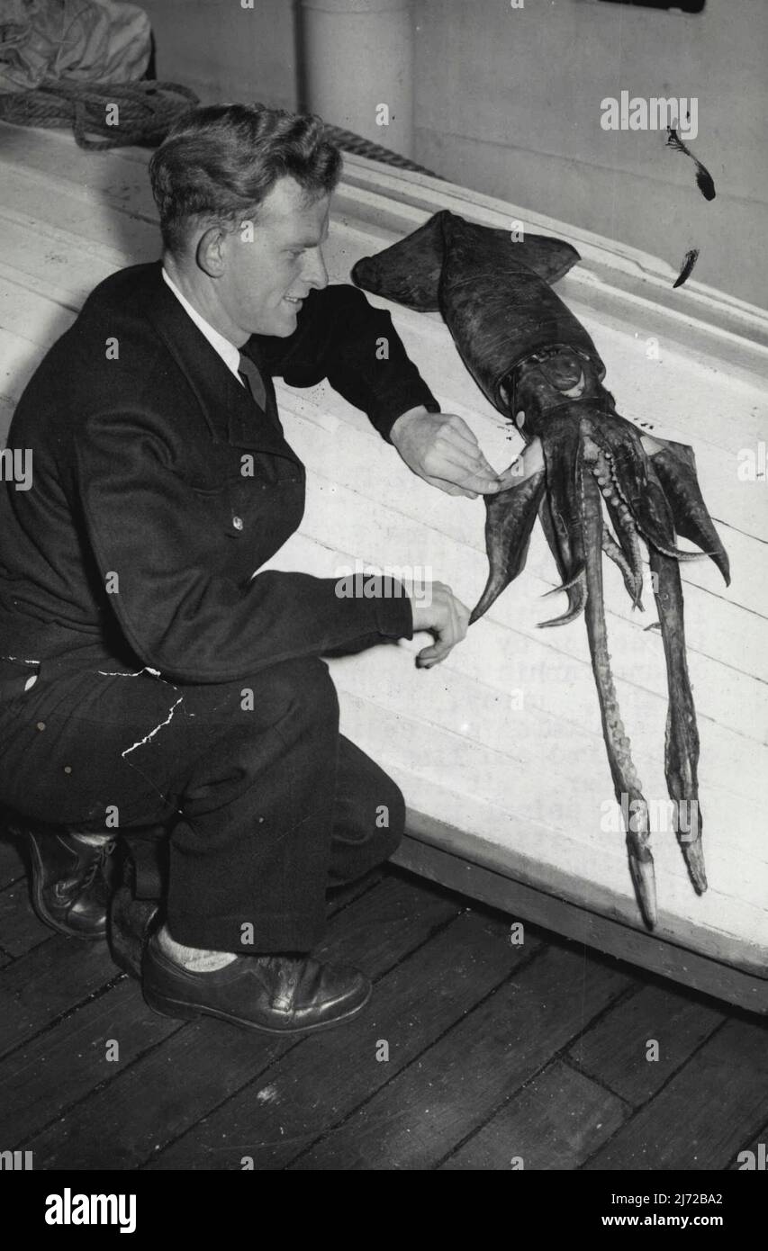 Der wissenschaftliche Assistent Edgar French aus Twickenham hat seine eigene private Ausstellung an Bord des Royal Research Ship 'Discovery II', das jetzt am Londoner Dock zur Inspektion durch Delegierte der Commonwealth Oceanographic Conference in Wormley, Surrey, liegt. Die Kreatur ist ein Tintenfisch, den er im September mit einem roten und Linie vor den Azoren gefangen. Es wird angenommen, dass es das schnellste Tier im Meer ist, da es sich durch das Einsaugen von Wasser und das Ausspritzen durch ein Loch in seinem Kopf selbst „jetschelt“. 16. Oktober 1954. (Foto von Reuterphoto). Stockfoto