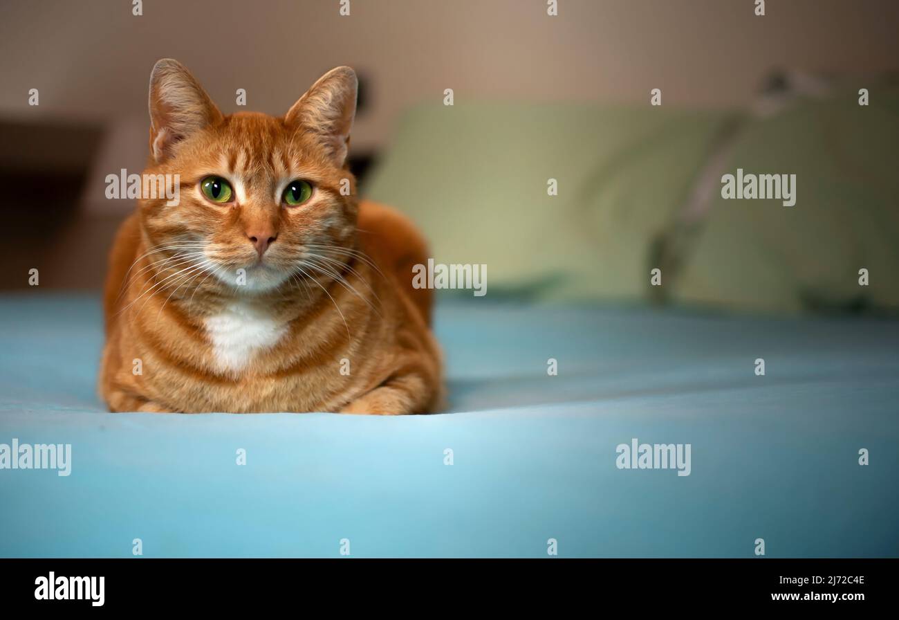 Eine entspannte und nachdenkliche rote europäische Katze auf dem Bett, beleuchtet durch Fensterlicht. Stockfoto