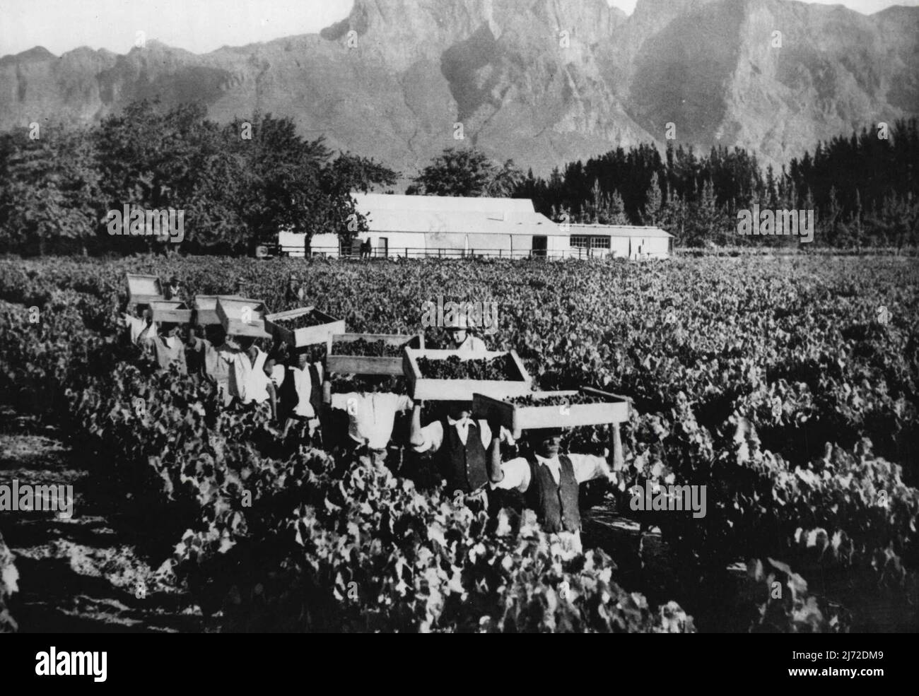 Das Gesicht Südafrikas - ein Großteil der Früchte, für die Südafrika berühmt ist, stammt aus der Provinz Cape, wo fruchtbare Täler, reich an Weinbergen und Obstgärten, friedlich im Sonnenschein unter den Kuhbergen liegen. Pfirsiche, Aprikosen, Melonen, Feigen. Birnen und Trauben werden hier angebaut und in großen Mengen frisch, Konserven und getrocknet exportiert. Im Jahr 1939 wurden über 82.000 Tonnen frische Laubfrüchte und über 268.000 Tonnen Zitrusfrüchte exportiert. Der Traubenanbau, der von den französischen Siedlern der Hugenotten eingeführt wurde, hat zur Weinproduktion Südafrikas geführt. 26. August 1948. Stockfoto