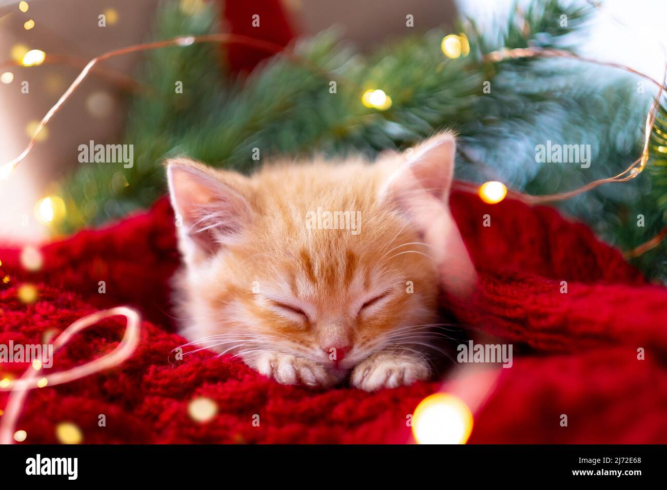 Ingwer Kätzchen schlafen mit Weihnachtsbeleuchtung auf rot. Orange rote Katze glückliche Träume. Urlaub und Entspannung Stockfoto