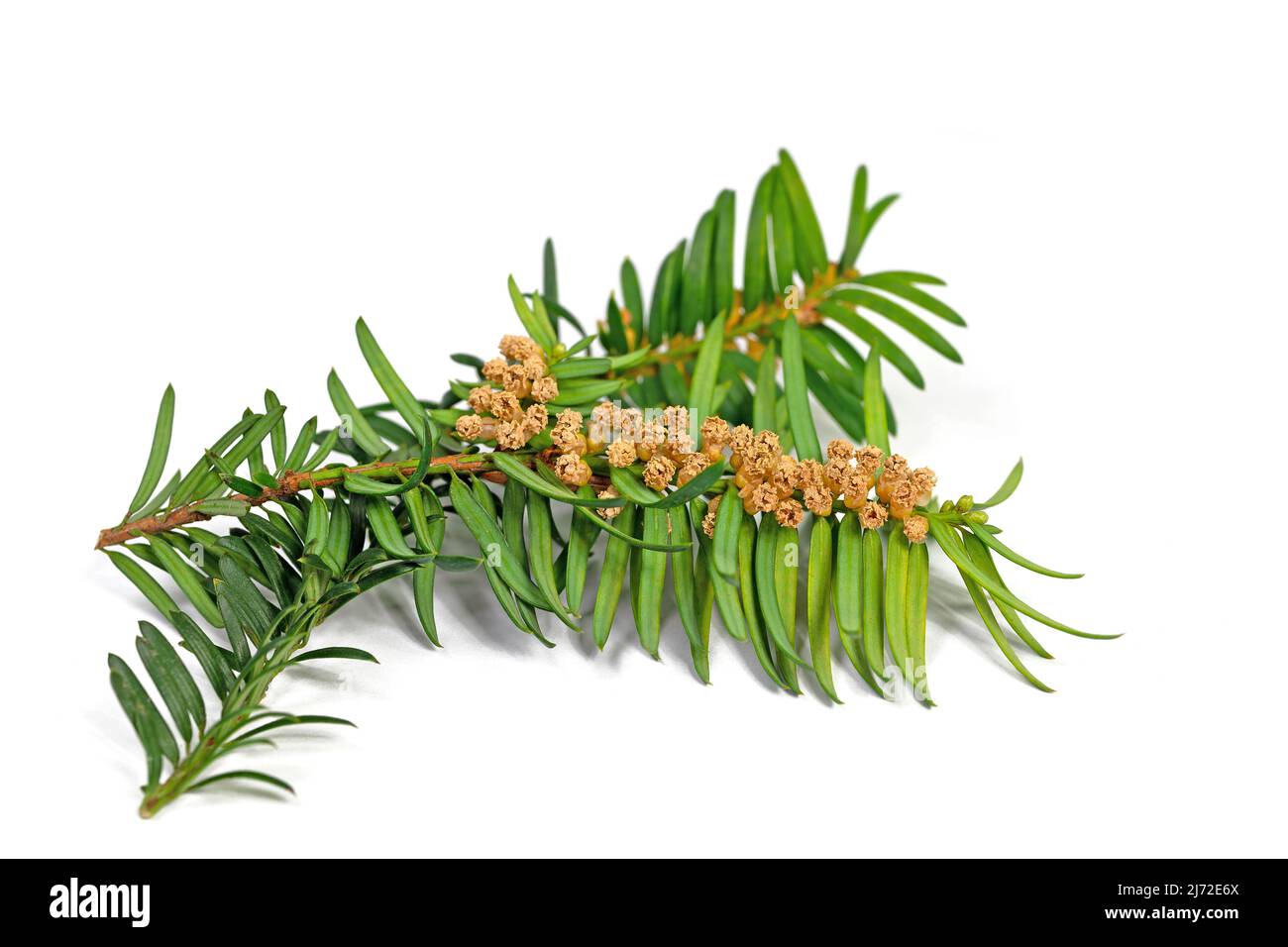 Weibliche Blten der Eibe, Taxus Stockfotografie - Alamy