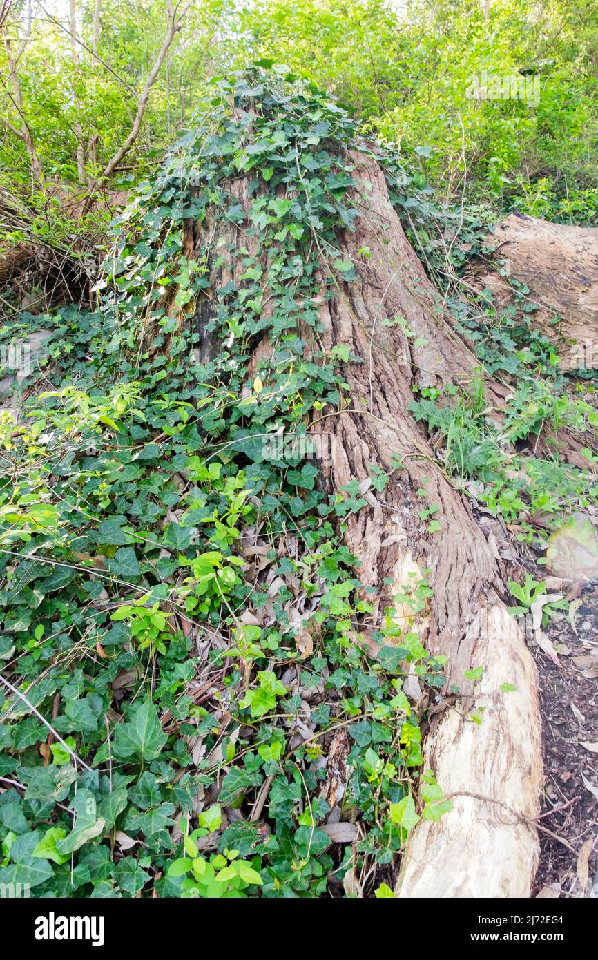Kleine Pflanzen wachsen über alten Baumstämmen Stockfoto