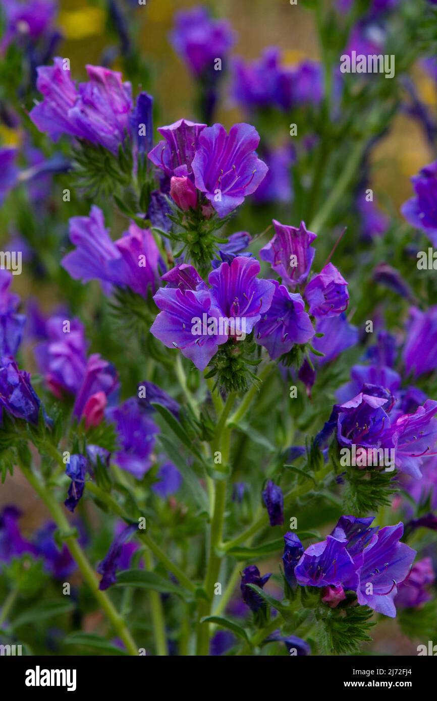 Nahaufnahme des blühenden violetten Viper’s Bugloss (Echium plantagineum) auf einer Sommerwiese. Wird oft als Gartenart verkauft, gilt aber als invasives Unkraut. Stockfoto
