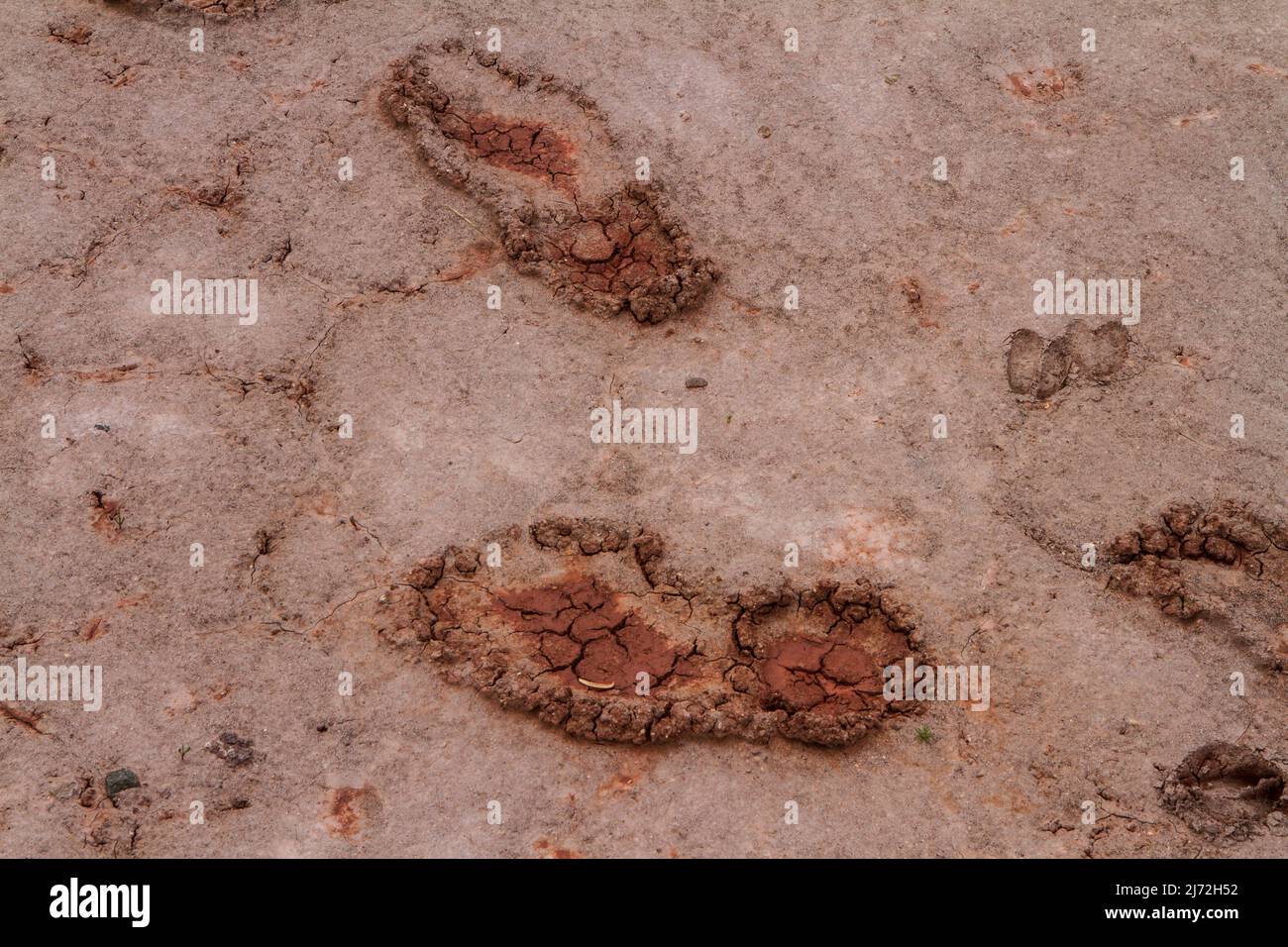 Fußabdrücke von Menschen und Hirschen in den Painted Hills in Oregon (USA). Trotz vieler Zeichen und eine nicht verletzen den Schmutz Kampagne, gehen die Menschen immer noch weg von der Spur. Stockfoto