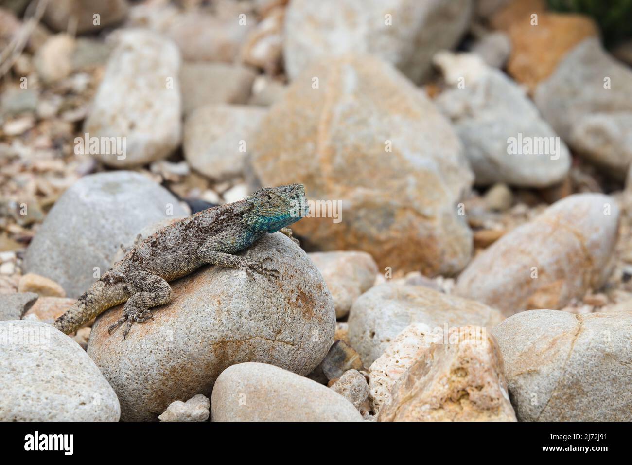 Southern Rock Agama Lizard in Rock Bed (Agama atra) Stockfoto