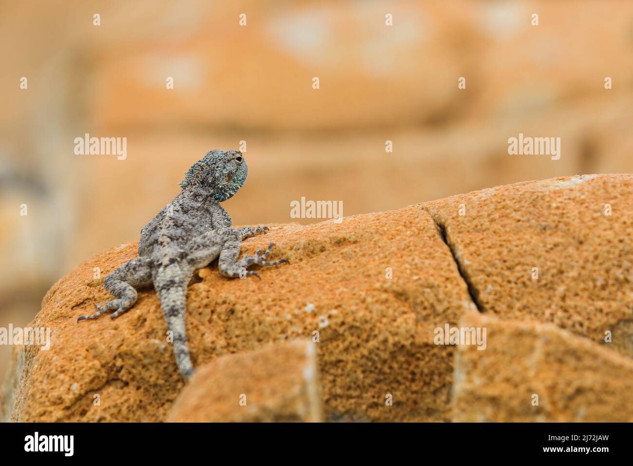 Southern Rock Agama Lizard auf Sandsteinfelsen (Agama atra) Stockfoto