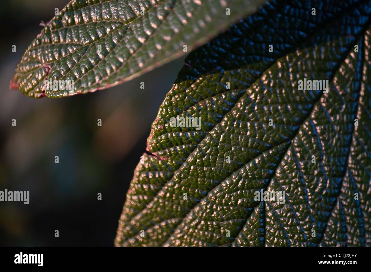 Nahaufnahme der ledrigen Blätter des Viburnum rhytidophyllum in der Abendsonne Stockfoto