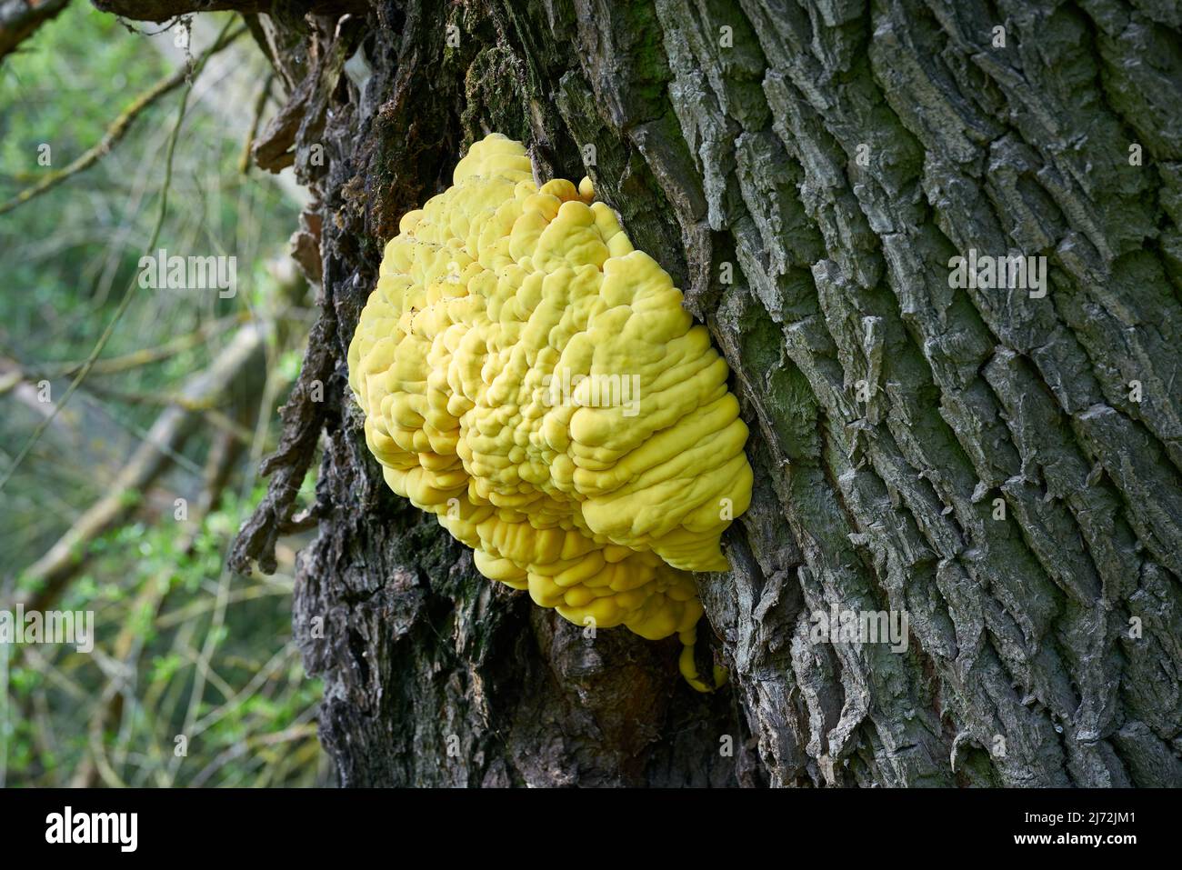Hellgelber gemeiner Schwefelpilz Laetiporus sulfureus auf dem Stamm einer alten Weide Stockfoto